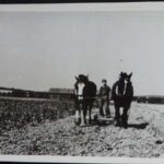 WK: Ploughing the fields at Tralee Farm or Goldin’s Farm