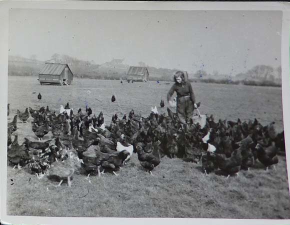WK: Helga Dressner feeding the chickens at Tralee Farm or Goldin’s Farm, ca 1940
